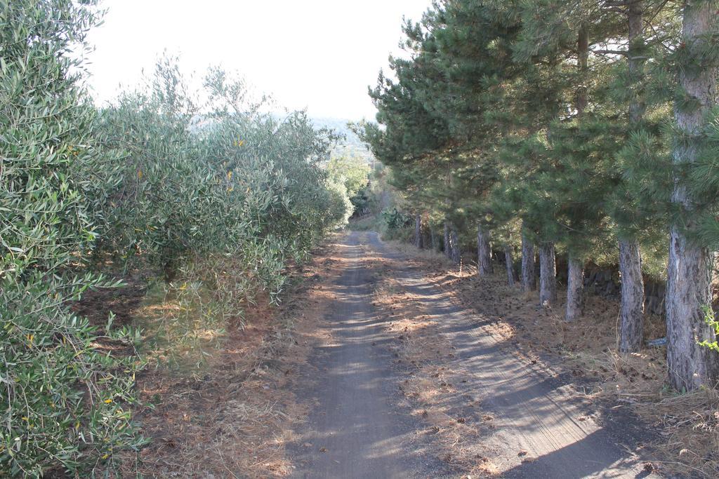 Casa Vacanza Etna ลิงกัวกลอสซา ภายนอก รูปภาพ